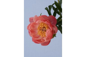 PINK HAWAIAN CORAL